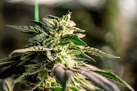 The Ultimate Guide to Purple Haze Seeds Cultivation and Benefits The Ultimate Guide to Purple Haze Seeds Cultivation and Benefits