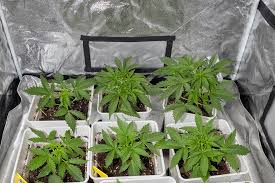 The Ultimate Guide to Purple Haze Seeds Cultivation and Benefits The Ultimate Guide to Purple Haze Seeds Cultivation and Benefits